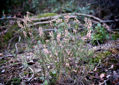 Nature sauvage, en Cévennes