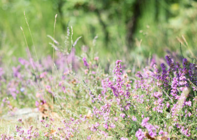 Fleurs en Cévennes