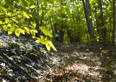 Dans la forêt cévenole