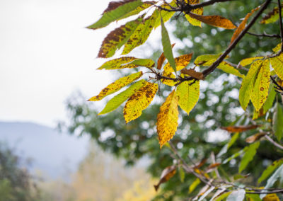 Feuilles de châtaigniers en Cévennes