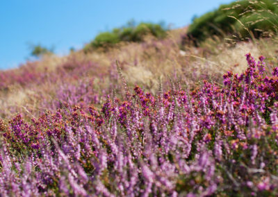 Flore des Cévennes