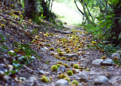 Chemin en Cévennes